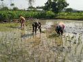 Babinsa Bersama Petani: Upaya Meningkatkan Ketahanan Pangan