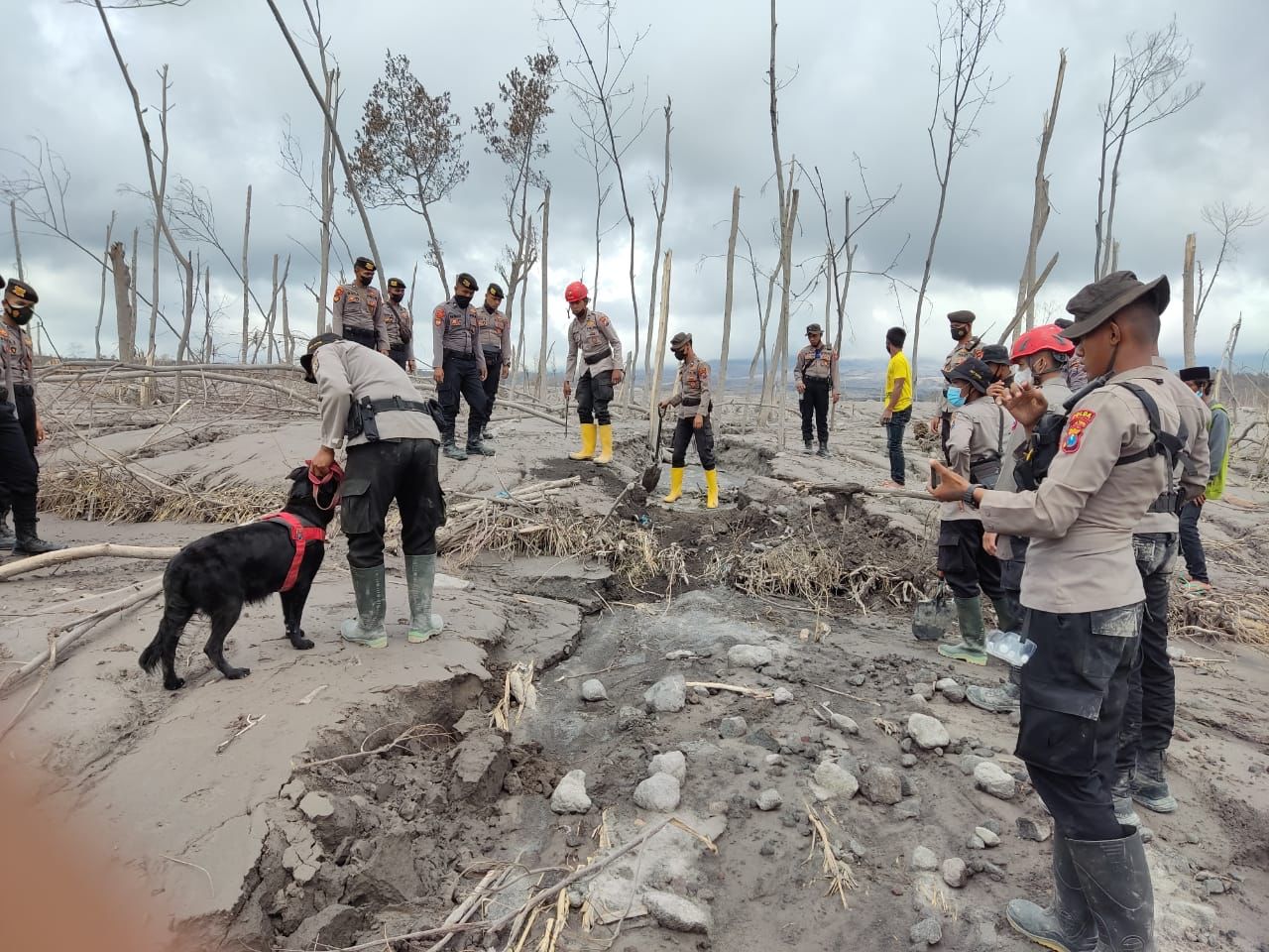 Optimalkan Pencarian Jenasah Erupsi Semeru, Polri Terjunkan K-9