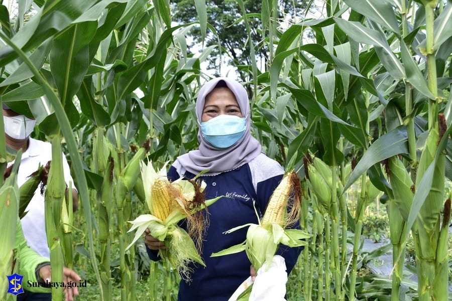 Pemkot Surabaya Tanam 9 Bahan Pengganti Padi, Antisipasi Serangan El-Nino