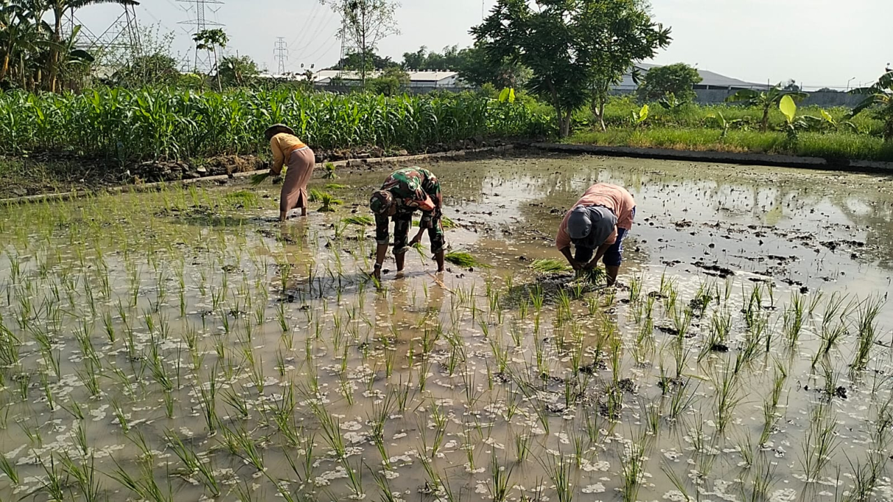 Babinsa Menganti Gresik saat turun membantu penanaman padi bersama petani.
